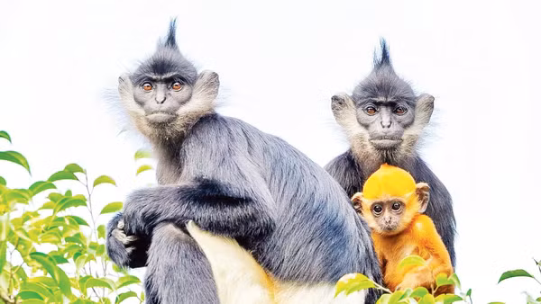 Các cá thể Voọc mông trắng phát triển tốt sau khi được thả về tự nhiên tại đảo Ngọc thuộc Di sản Tràng An. (Ảnh Di sản Tràng An)