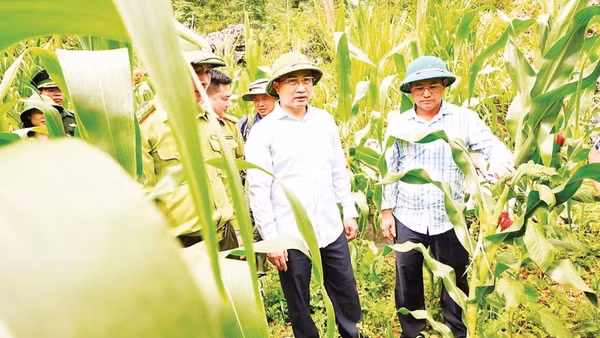 Đoàn công tác Sở Nông nghiệp và Môi trường Tuyên Quang kiểm tra nương ngô bị đàn khỉ phá tại các xã Sà Phìn và Lũng Cú.