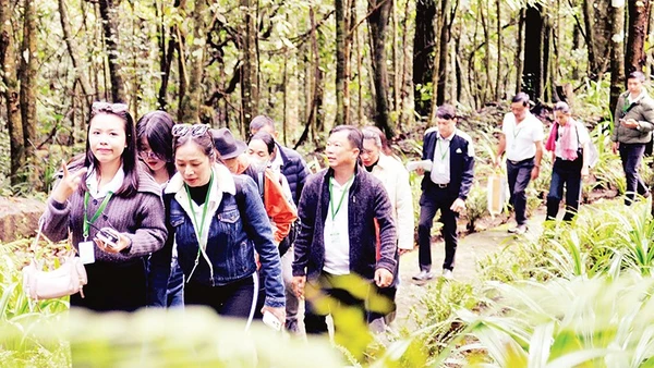 Du khách lên đỉnh núi Voi để tham quan quần thể thông đỏ nghìn năm tuổi.