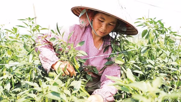 Người dân xã Quản Bạ trồng ớt chỉ địa cho thu nhập cao. 