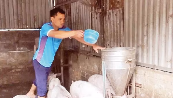 Mô hình nuôi lợn thương phẩm của gia đình anh Bùi Văn Tứ, ở bản Ná Đon, xã Pu Sam Cáp từ nguồn vốn vay của Ngân hàng Chính sách xã hội. 