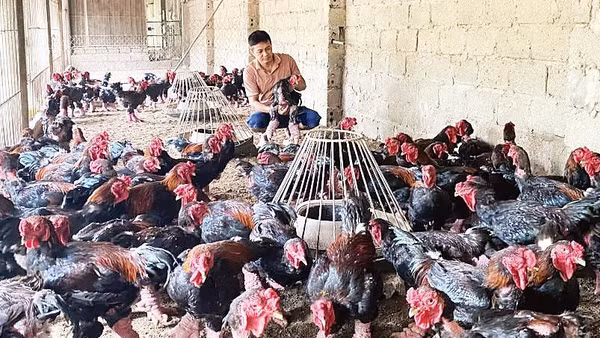 Người dân xã Hoàn Long, tỉnh Hưng Yên chăn nuôi gà Đông Tảo chất lượng cao. (Ảnh VÂN ANH)