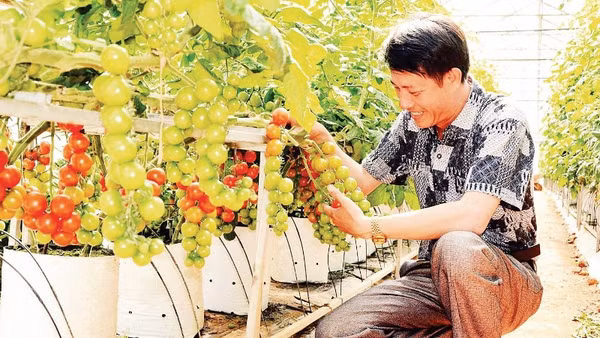 Nông dân Lâm Đồng ứng dụng hệ thống tưới nhỏ giọt mang lại hiệu quả cao.