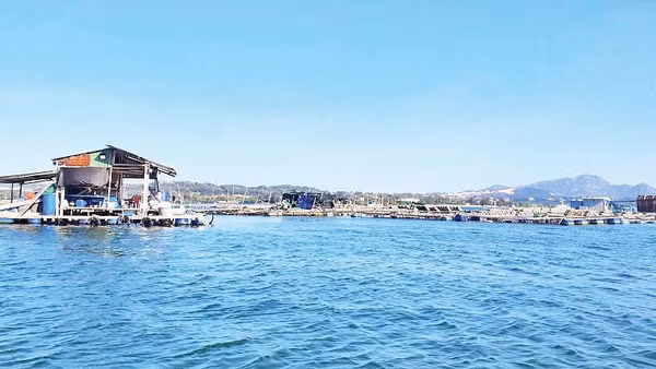 Mô hình nuôi sò lông đang được nhân rộng ở vịnh Cam Ranh, tỉnh Khánh Hòa.