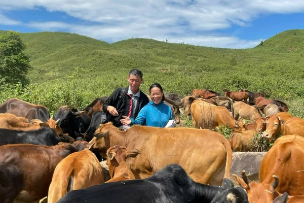 Vợ chồng ông Vàng A Là chăm sóc đàn bò của gia đình.
