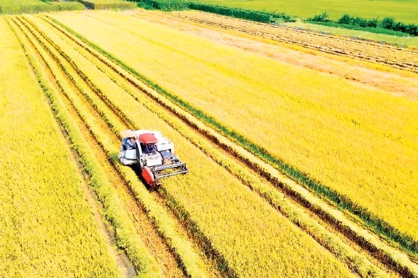 Chi phí thu hoạch lúa tăng, lợi nhuận của nông dân giảm.