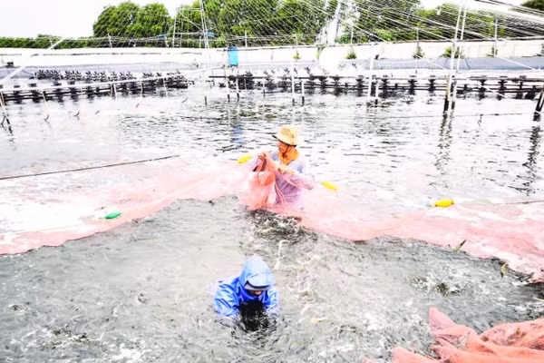 Người dân ứng dụng khoa học kỹ thuật trong nuôi tôm thẻ chân trắng mang lại hiệu quả kinh tế cao.