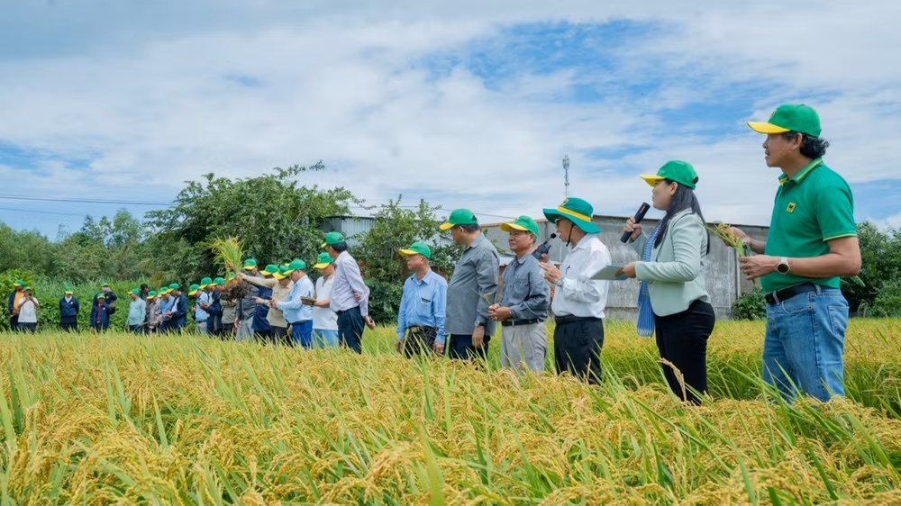 Đoàn lãnh đạo Bộ Nông nghiệp, Lâm nghiệp và Thủy sản Campuchia cùng các đơn vị chuyên môn ngành lúa gạo, cán bộ nông nghiệp và nông dân Campuchia đến tham quan mô hình “Hành trình xanh-Đất khỏe, cây trồng khỏe” tại hợp tác xã Phú Nông Xanh, xã Vĩnh Điều, tỉnh An Giang. (Ảnh: BFC)