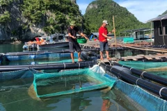 Người dân tỉnh Quảng Ninh nuôi trồng thủy sản trên biển.