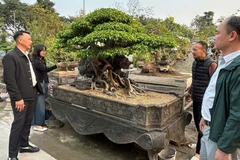 Du khách tham quan vườn cây cảnh tại xã Hồng Vân.