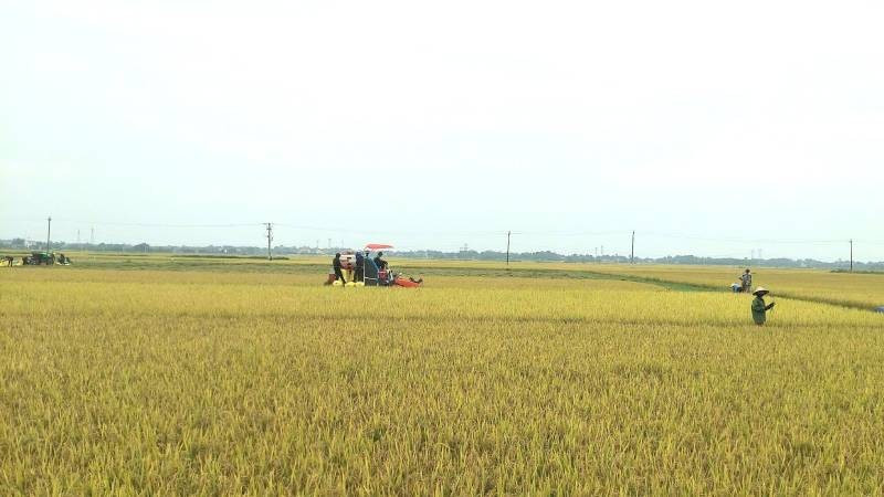 Nông dân xã Quảng Lưu, huyện Quảng Trạch thu hoạch lúa đông xuân.