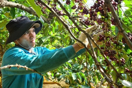 Cà-phê là một trong những cây trồng chủ lực có giá trị xuất khẩu cao ở Gia Lai.