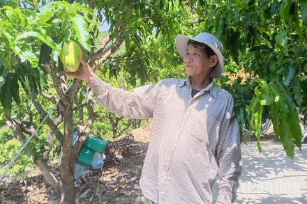 Ông Nhàn giới thiệu thành quả trồng trọt của mình.