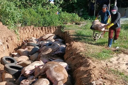 Dịch tả lợn Châu Phi gây thiệt hại lớn cho người chăn nuôi. 