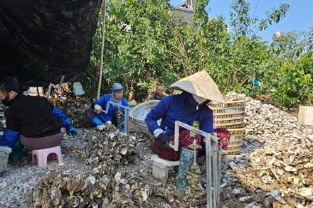 Cơ sở chế biến hàu ở thôn Phúc Tiến, xã Đầm Hà luôn có khoảng 30 lao động với mức thu nhập 200.000 đồng/người/ngày.