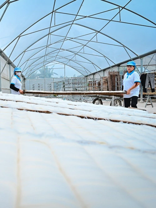 Người thợ làm mì Chũ tại Hợp tác xã Trại Lâm, xã Nam Dương, tỉnh Bắc Ninh phơi sản phẩm trong nhà màng.