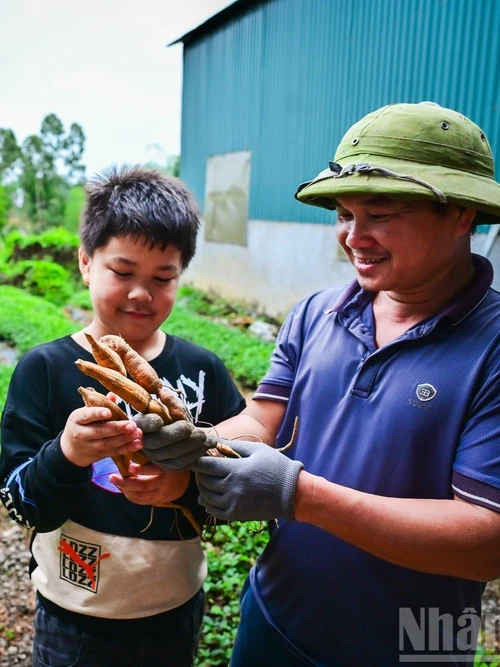 Vào những năm 70 của thế kỷ trước, sâm Nam núi Dành gần như cạn kiệt. Những giai thoại của đặc sản này chỉ còn được biết đến trong các câu chuyện truyền miệng, hoặc từ những thư tịch cổ còn sót lại, thậm chí đã dần mờ nhạt trong tiềm thức của người địa phương.