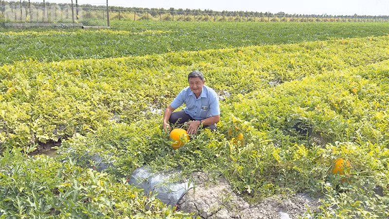 Phóng viên trên ruộng dưa hấu Tết của anh Nguyễn Tâm Trí, ngụ ấp Hưng Nghĩa, xã Tân Lược, tỉnh Vĩnh Long. 