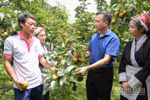Lãnh đạo Ủy ban nhân dân xã Mường Hum thăm hỏi, động viên người dân trồng lê. (Ảnh: CÔNG HẢI)