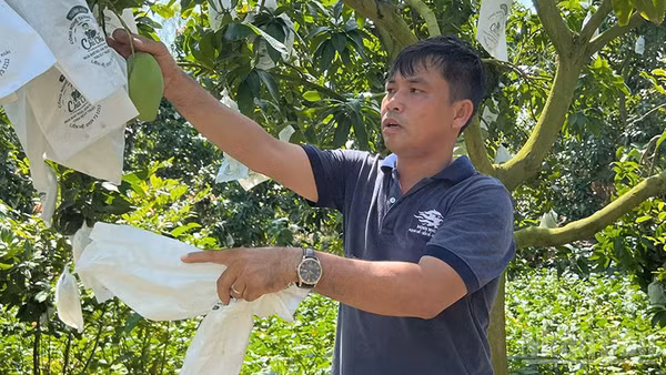 Ông Lương Quốc Toản tại vườn xoài còn vài ngày nữa bắt đầu thu hoạch. (Ảnh: HỮU NGHĨA)