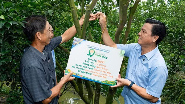 Phó Giám đốc Sở Nông nghiệp và Môi trường tỉnh Đồng Tháp Lê Chí Thiện (bên phải) cùng nông dân thực hiện gắn bảng cho cây quýt hồng.