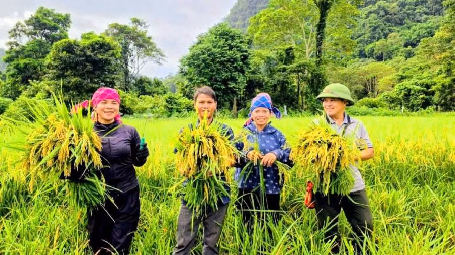 Đồng bào ở bản Đoòng vui mừng vì sau gần 20 năm mới được thu hoạch lúa nước. (Ảnh: TT)