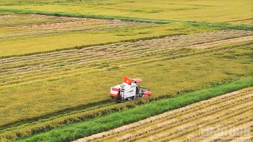 Nông dân Xuân Bồ, xã Lệ Thủy, tỉnh Quảng Trị khẩn trương thu hoạch lúa hè thu. (Ảnh: HƯƠNG GIANG)