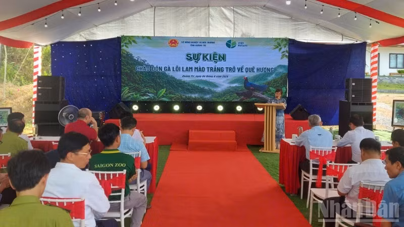 Sự kiện “Chào đón Gà lôi lam mào trắng trở về quê hương” diễn ra chiều 4/8, tại bản Bang, xã Kim Ngân, tỉnh Quảng Trị.