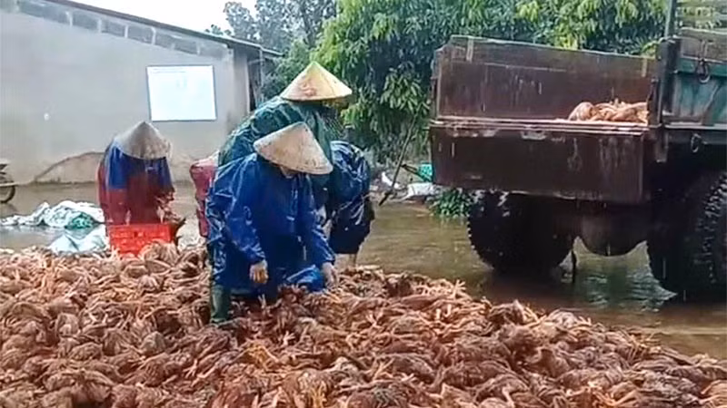 trthuy.jpg