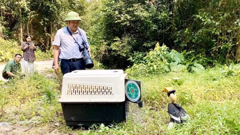 Phó Giám đốc Ban Quản lý Vườn Quốc gia Phong Nha-Kẻ Bàng Đinh Huy Trí giám sát việc thả chim Hồng Hoàng về môi trường tự nhiên. (Ảnh: HN)