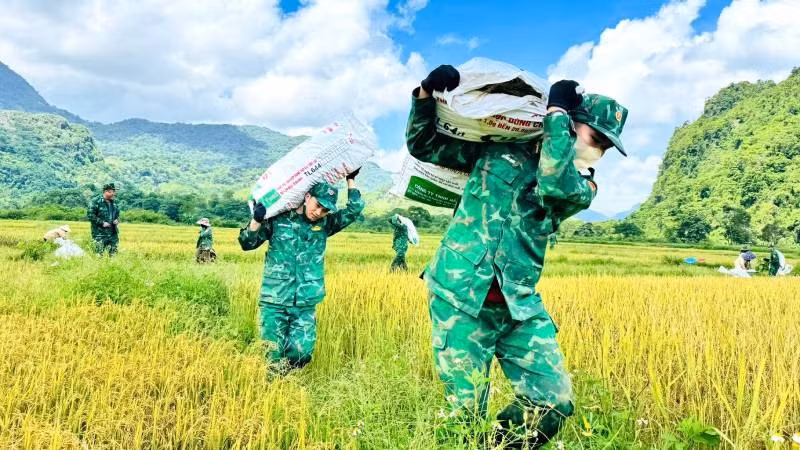 Chiến sĩ Đồn Biên phòng Cà Xèng giúp dân vác lúa từ ruộng lên bờ để tuốt.