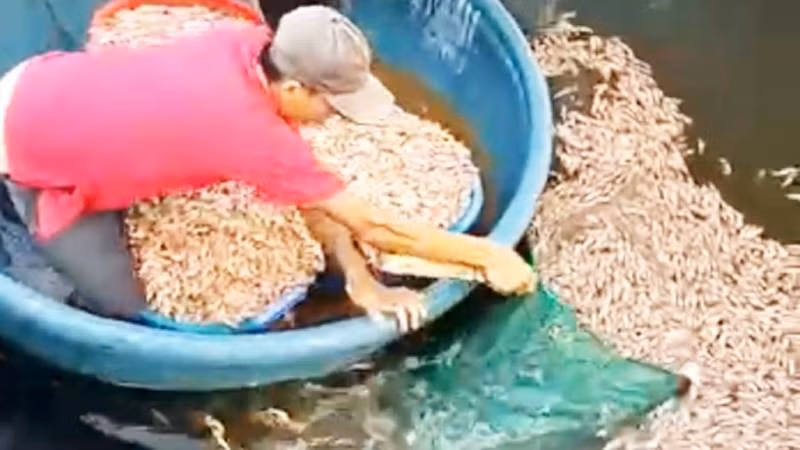 Tôm nuôi chết nghi do bị đầu độc gây thiệt hại lớn cho người nuôi ở xã Hòa Trạch.
