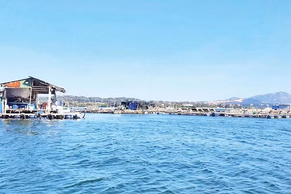 Mô hình nuôi sò lông đang được nhân rộng ở vịnh Cam Ranh, tỉnh Khánh Hòa.