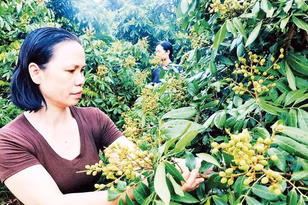 Nông dân xã Hoàng Hoa Thám, tỉnh Hưng Yên chuyển đổi sang trồng nhãn cho thu nhập cao.