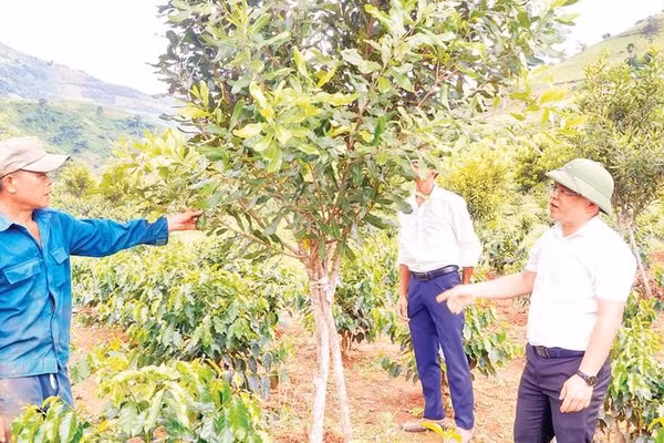 Cán bộ xã Mường Mùn, tỉnh Điện Biên thăm mô hình trồng mắc-ca xen cà-phê của người dân bản Ta Pao.