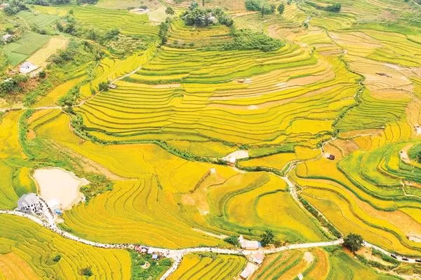 Ruộng bậc thang vào độ chín vàng.