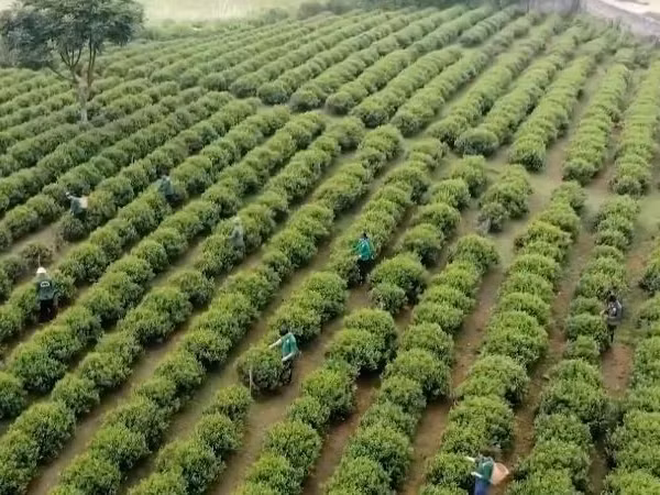 [Video] Giữ “vàng xanh” trên núi Hồng Thái