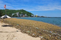 Lục bình và rác thải đại dương tấp vào bãi trước, Vũng Tàu tháng 6/2025.