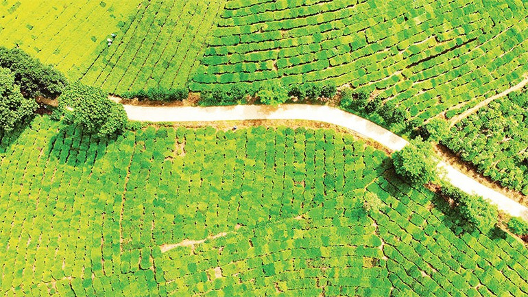 Những con đường như dải lụa kết nối vùng trồng chè rộng lớn. untitled-4.jpg
