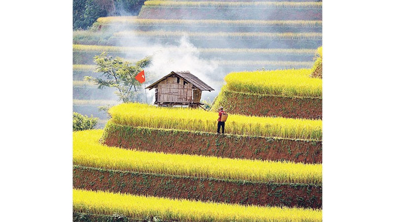 A temporada de arroz maduro é uma ótima oportunidade para fotografar, especialmente no início da manhã, quando a neblina cobre a área. untitled-7.jpg
