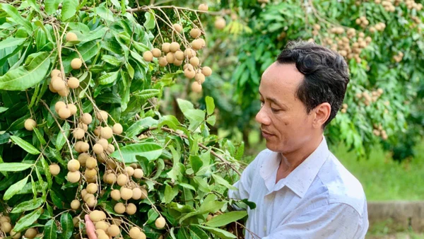 Nông dân xã Khoái Châu, tỉnh Hưng Yên trồng và chăm sóc nhãn theo quy trình VietGap.