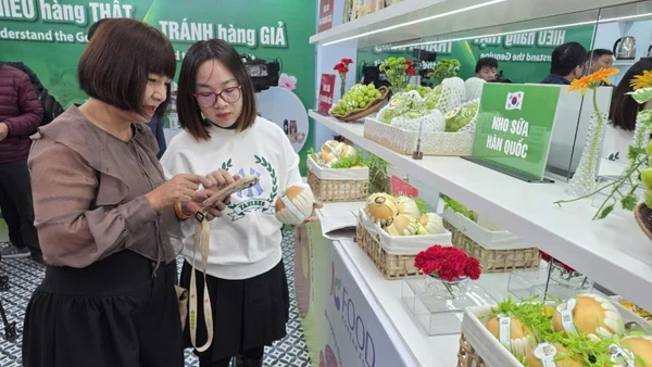 Chuyên viên của Cục Quản lý và Phát triển thị trường trong nước hướng dẫn khách tham quan nhận diện sản phẩm quả lê Hàn Quốc.