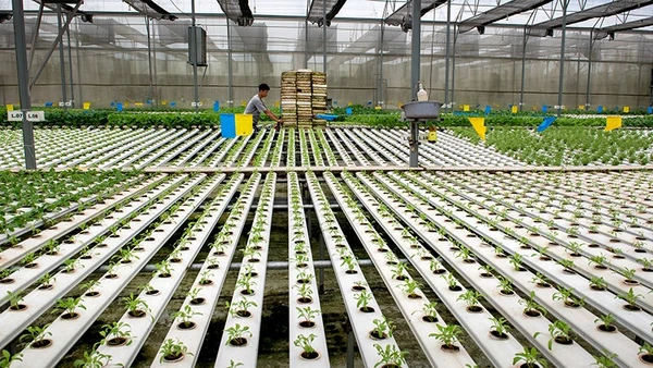 Hướng tới nền nông nghiệp carbon thấp là chìa khóa để Việt Nam khẳng định vị thế trong nền kinh tế xanh toàn cầu. Ảnh | Nguyễn Thị Thúy Hằng