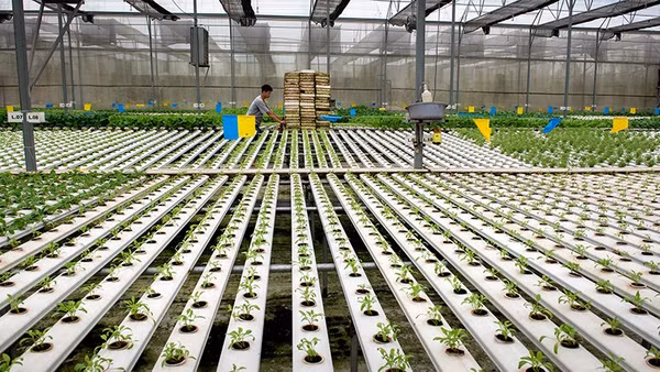 Hướng tới nền nông nghiệp carbon thấp là chìa khóa để Việt Nam khẳng định vị thế trong nền kinh tế xanh toàn cầu. Ảnh | Nguyễn Thị Thúy Hằng