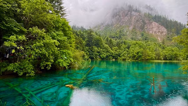 Những thân cây nằm dưới làn nước xanh thẫm tạo nên một vẻ đẹp độc đáo không nơi nào có được của Cửu Trại Câu.