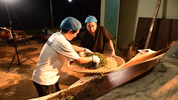 Công ty Cổ phần Thương mại và Dịch vụ xuất nhập khẩu Phương Nam Group với khát vọng bảo tồn hàng nghìn cây trà cổ thụ