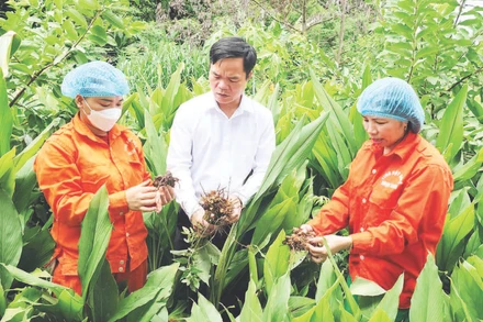 Cán bộ kỹ thuật Hợp tác xã Nông lâm nghiệp tổng hợp Ngọc Sơn kiểm tra chất lượng củ nghệ trước khi thu hoạch, chế biến.