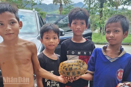 Nhóm thiếu nhi phát hiện rùa quý lạc vào khu dân cư