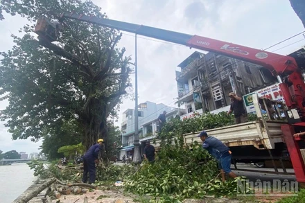 Hơn 200 công nhân viên Trung tâm công viên cây xanh Huế cùng 100% phương tiện đã được huy động tăng cường cắt tỉa cây xanh trước giờ bão vào đất liền.