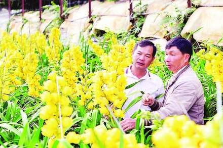 Nhà vườn tại Đà Lạt chủ động xử lý khi hoa địa lan phục vụ thị trường Tết Nguyên đán nở sớm.